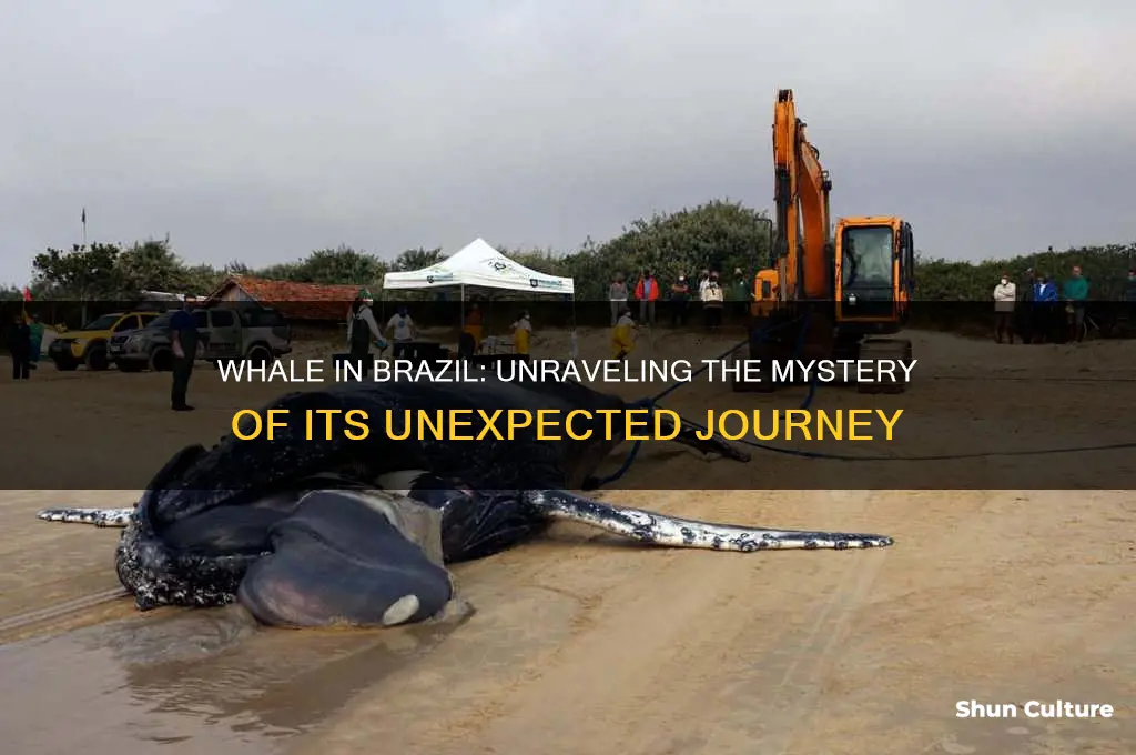 how did a whale end up in brazil
