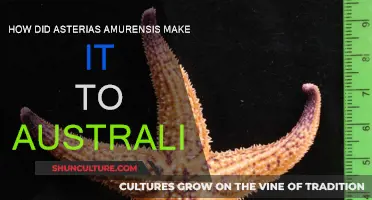 Invasion of Asterias amurensis: How did it reach Australia?