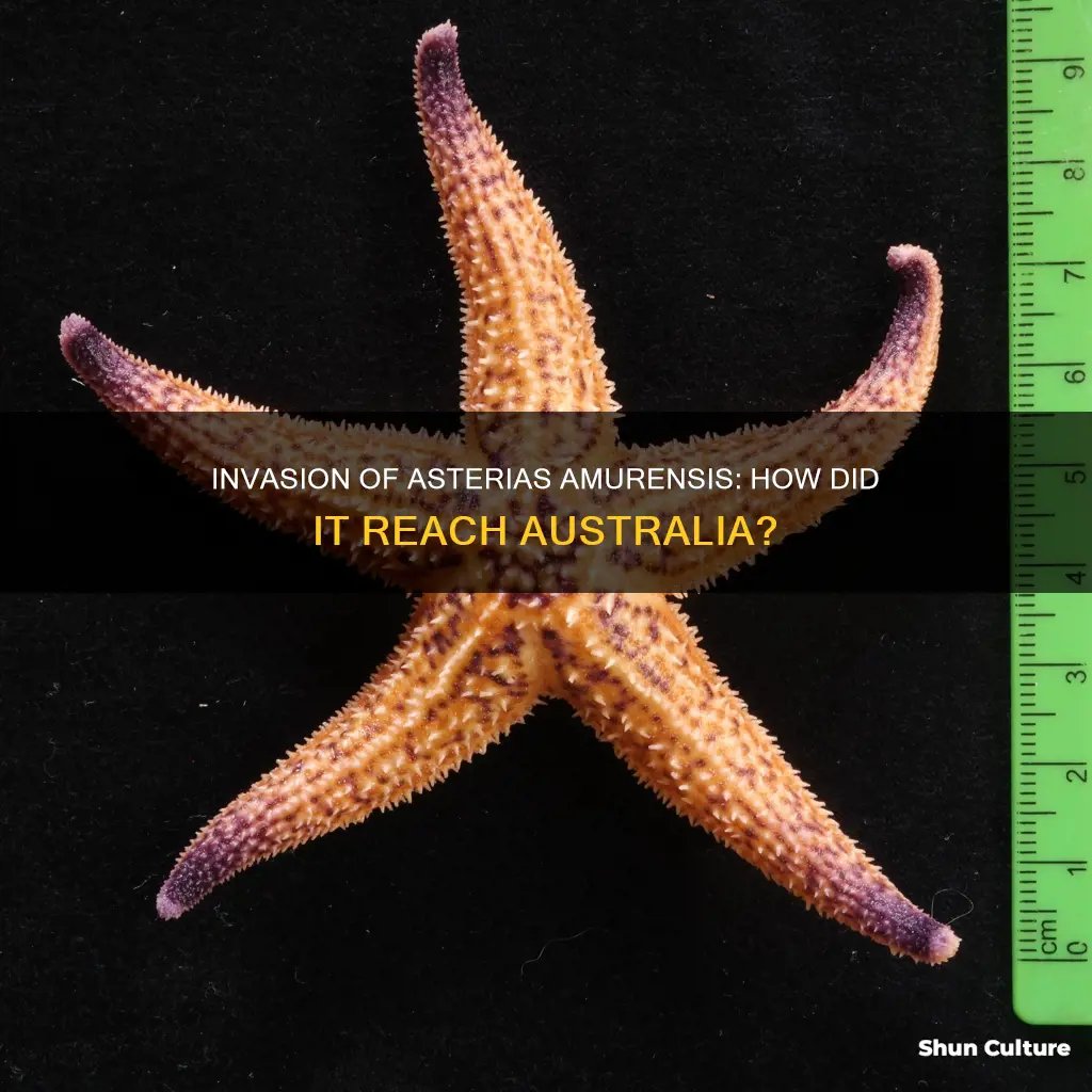 how did asterias amurensis make it to australia