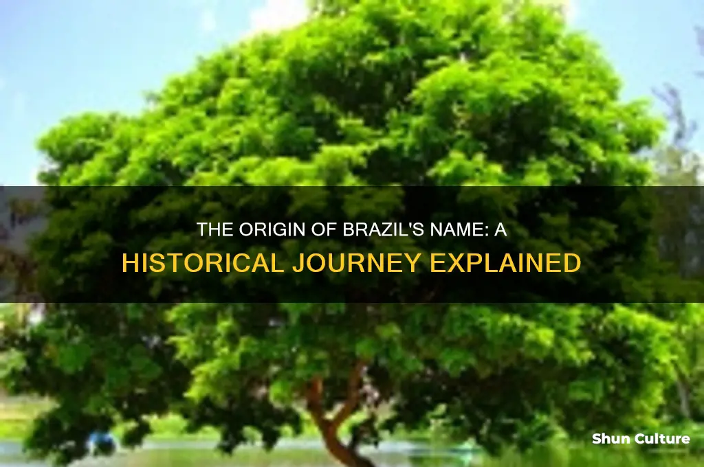 how did brazil get its name