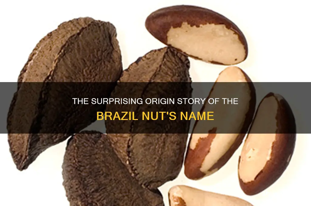 how did brazil nut get its name