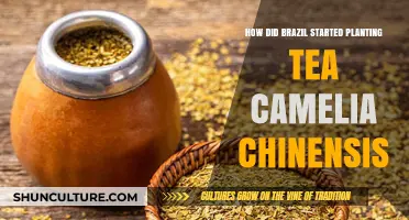 Brazil's Tea Journey: The Origins of Camellia Chinensis Planting