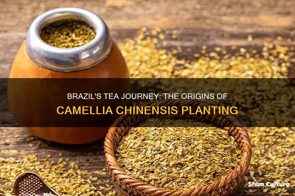 how did brazil started planting tea camelia chinensis