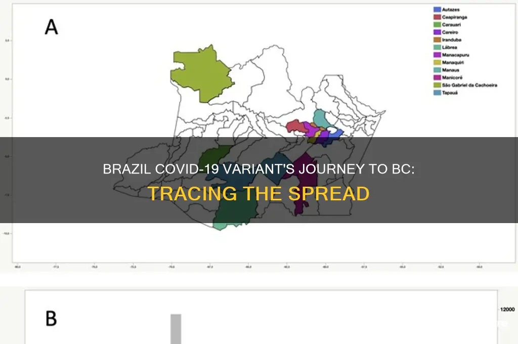 how did brazil variant get to bc