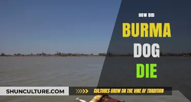 The Tragic Tale of Burma Dog: Unraveling the Mystery