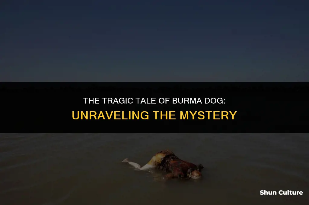how did burma dog die