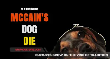 The Tragic Loss of Burma McCain: A Canine Companion's Passing