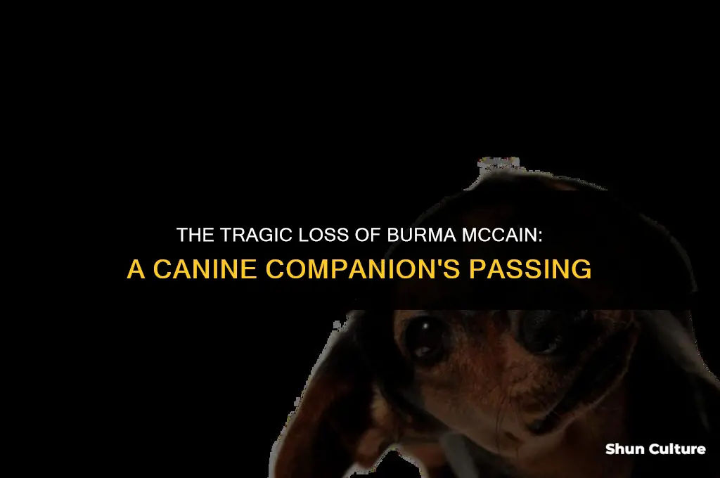 how did burma mccain