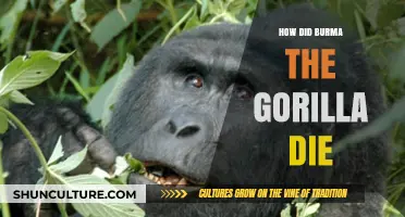 The Tragic Passing of Burma: A Gorilla's Life Cut Short