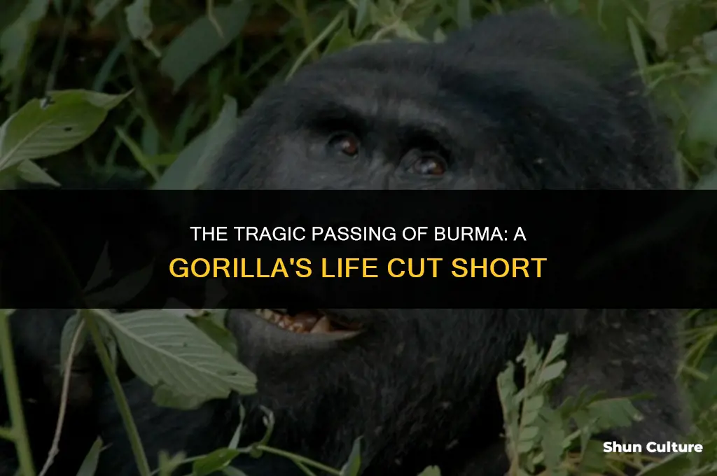 how did burma the gorilla die