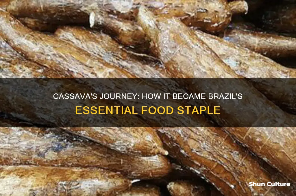 how did cassava become a staple in brazil