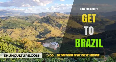 From Arabica Origins to Brazilian Fields: Coffee's Journey to Brazil