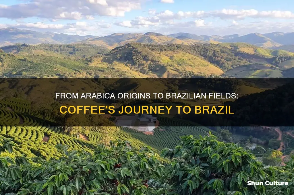 how did coffee get to brazil