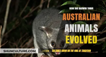 Australian Animals: Darwin's Evolutionary Insights
