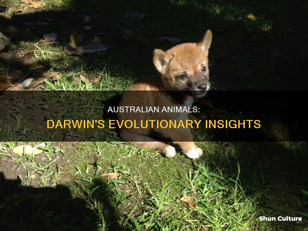 how did darwin think australian animals evolved
