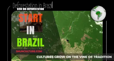 Roots of Brazil's Deforestation Crisis: A Historical Journey