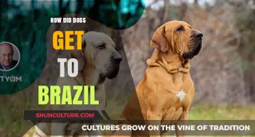 Unleashing History: The Fascinating Journey of Dogs to Brazil