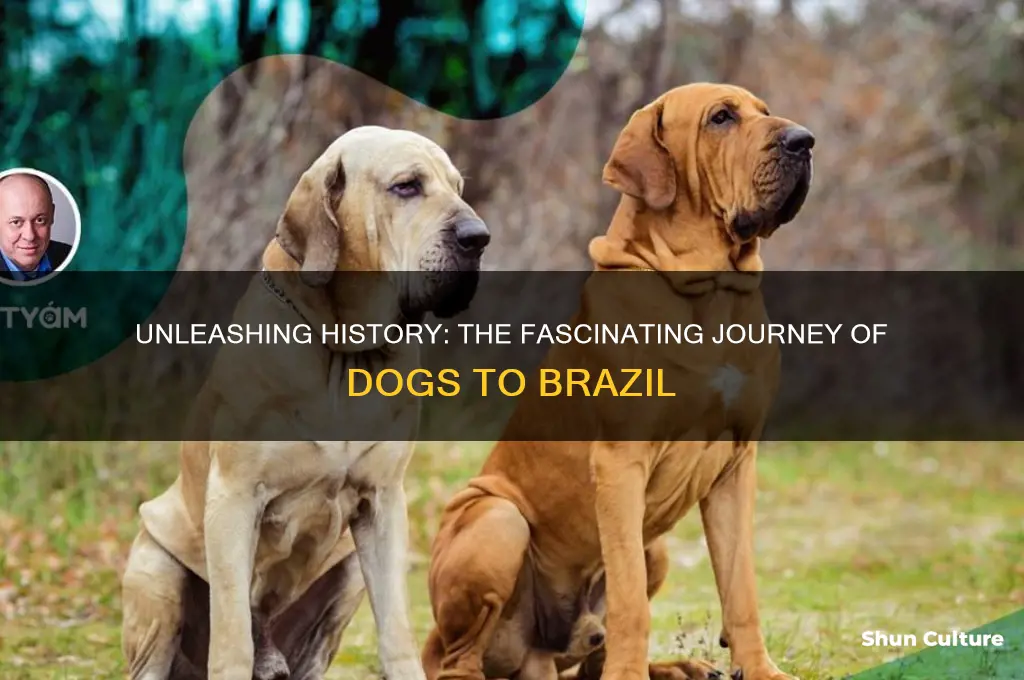 how did dogs get to brazil