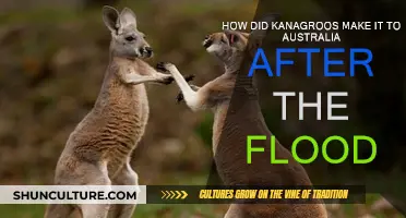 Kangaroos' Journey: How Did They Reach Australia?
