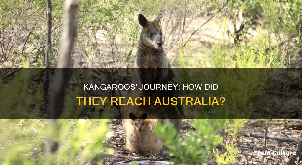 how did kanagroos make it to australia after the flood