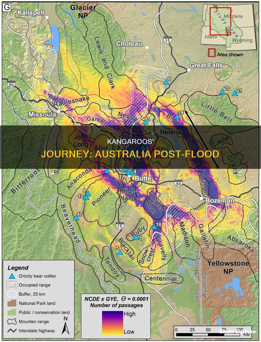 how did kangaroos make it to australia after the flood