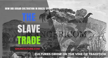 Sugar's Bitter Harvest: Brazil's Slave Trade and Plantation Economy