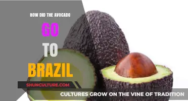 Avocado's Journey to Brazil: A Tropical Fruit's Surprising Migration