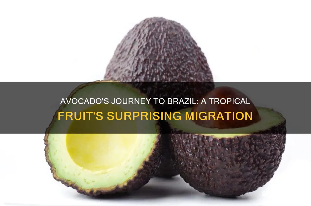 how did the avocado go to brazil