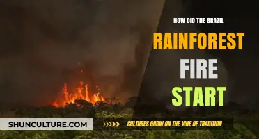 Unraveling the Devastating Origins of Brazil's Rainforest Fire Crisis