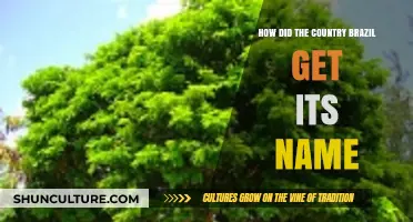 The Origin of Brazil's Name: A Historical and Cultural Journey