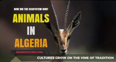 Algeria's Ecosystem Crisis: How Habitat Loss and Pollution Harm Wildlife