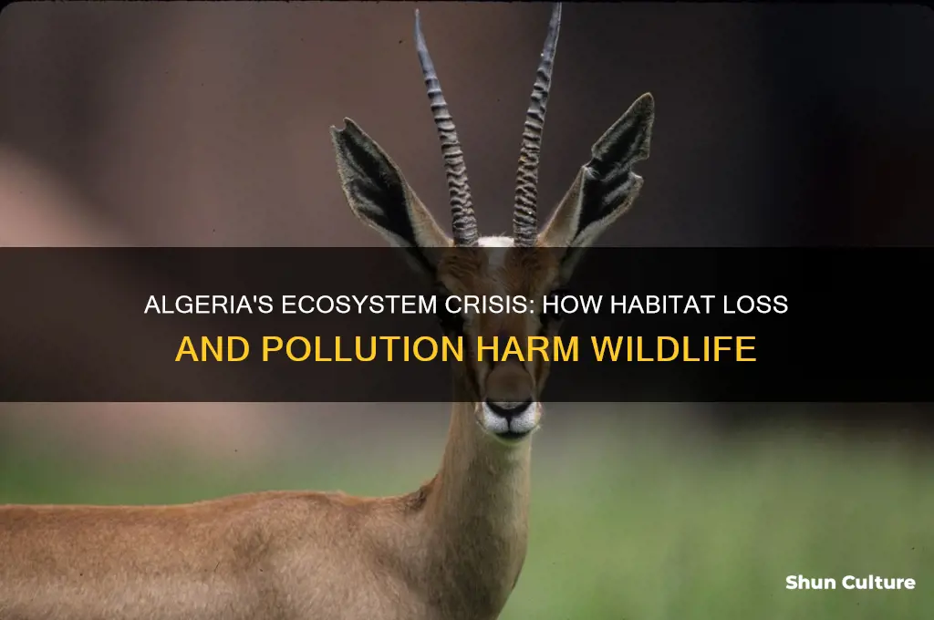 how did the ecosystem hurt animals in algeria