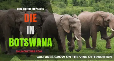 Botswana's Elephant Mystery: Unraveling the Tragic Mass Deaths