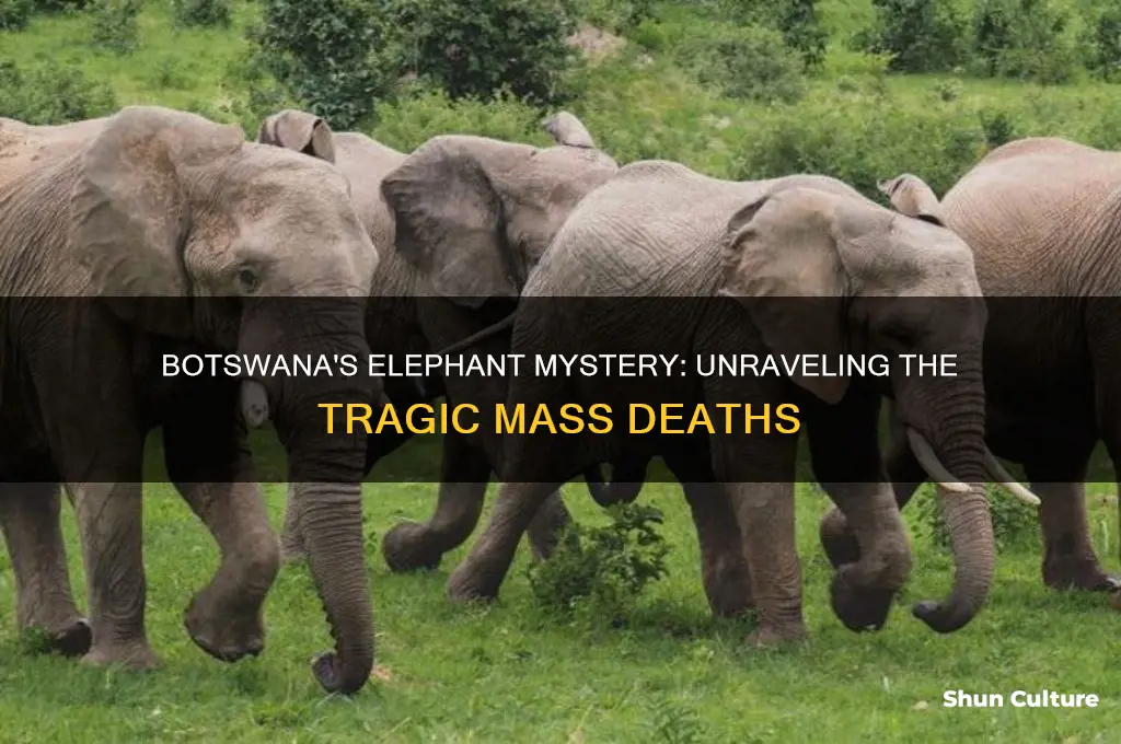 how did the elephants die in botswana