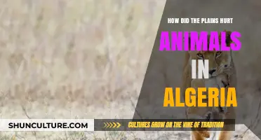 Algeria's Plains: Unseen Dangers and Their Impact on Wildlife