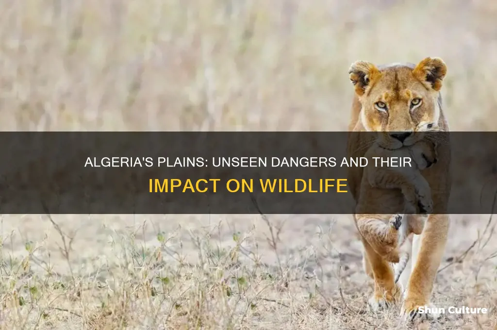 how did the plains hurt animals in algeria
