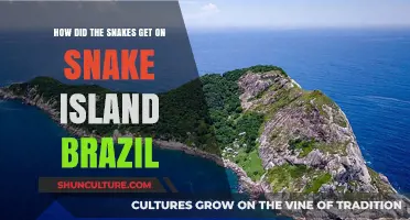 Unveiling the Mystery: How Snakes Populated Brazil's Snake Island