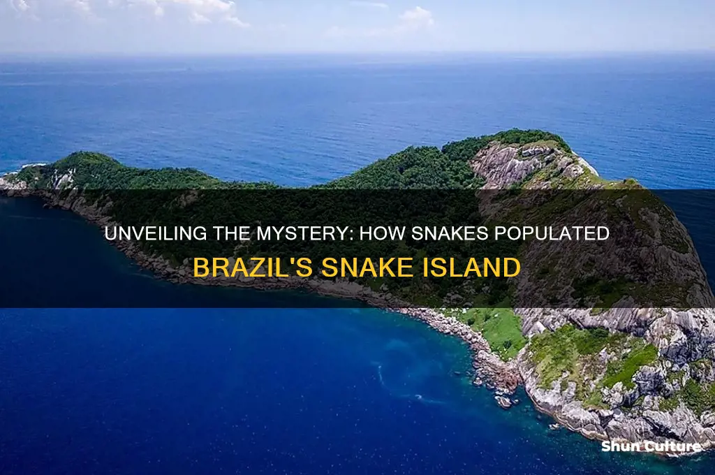 how did the snakes get on snake island brazil