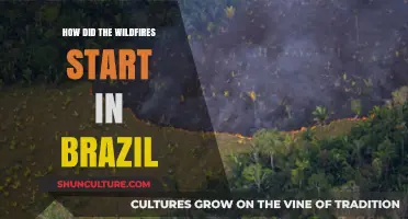Unraveling the Origins of Brazil's Devastating Wildfires: Causes and Triggers