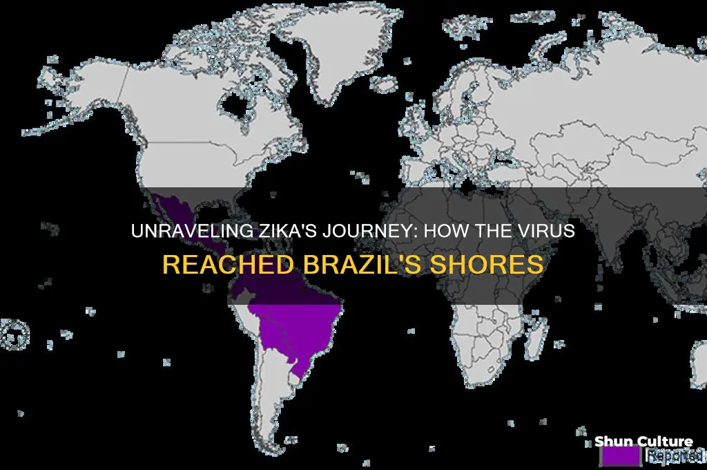 how did the zika virus spread to brazil