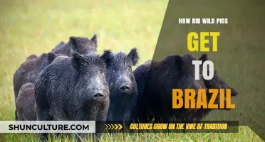 Wild Pigs in Brazil: Unraveling Their Unexpected Journey and Impact