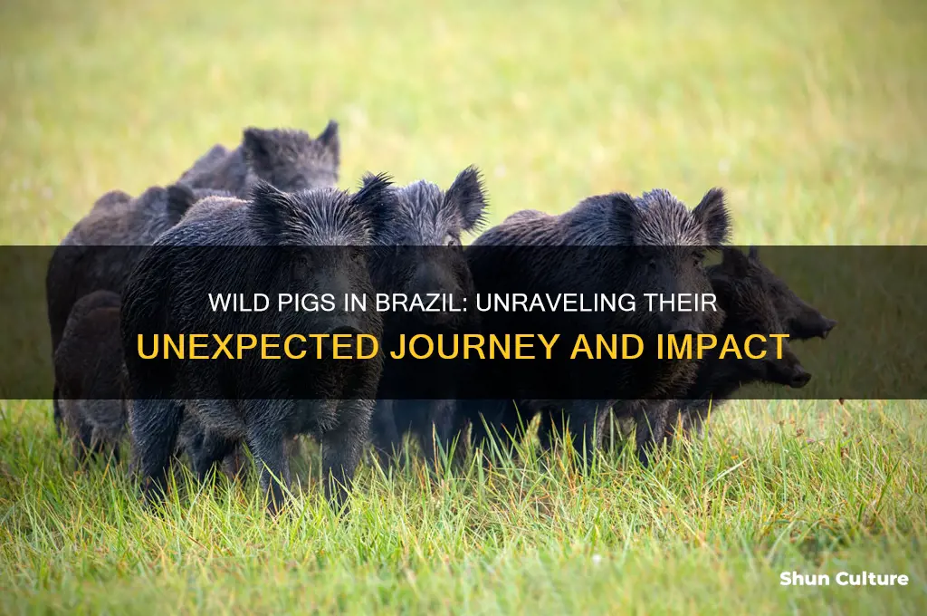 how did wild pigs get to brazil