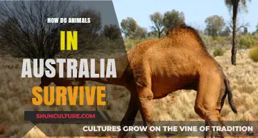 Australian Animals: Secrets of Survival