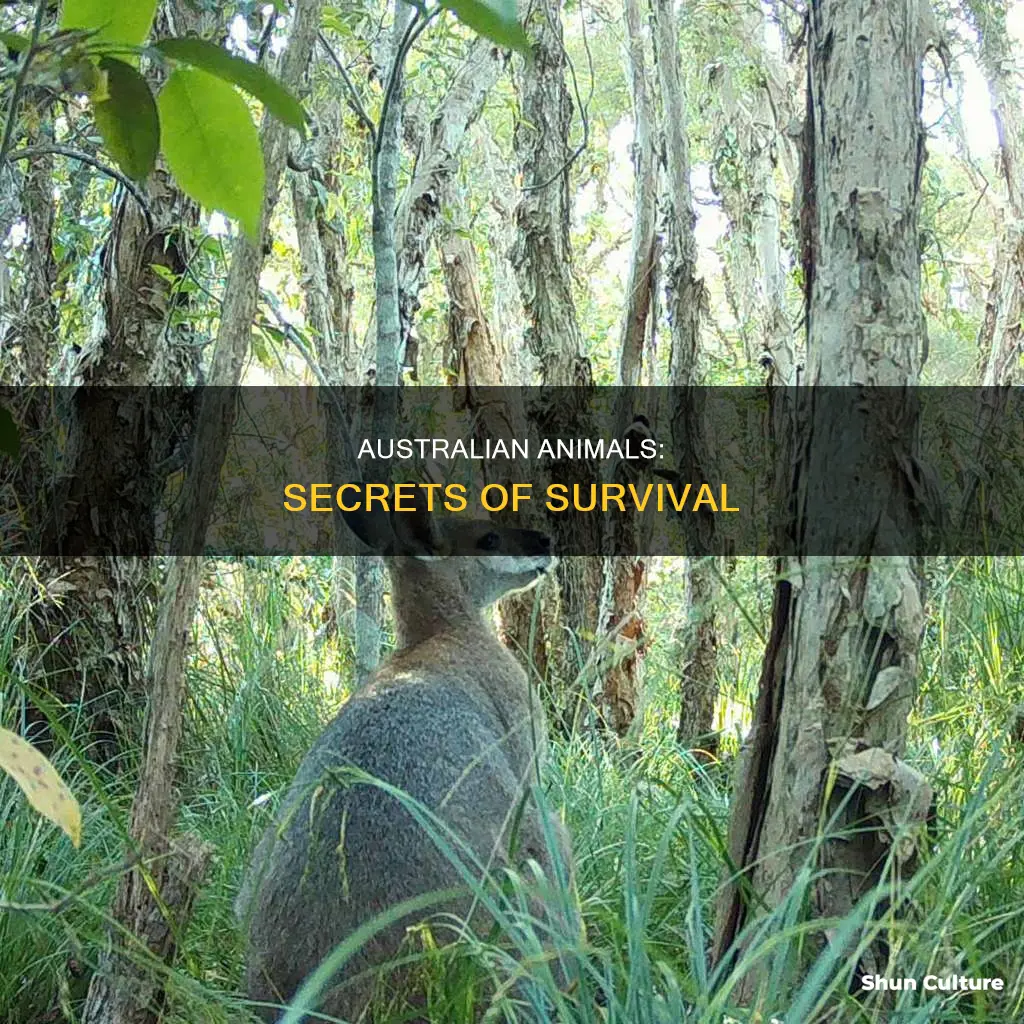 how do animals in australia survive