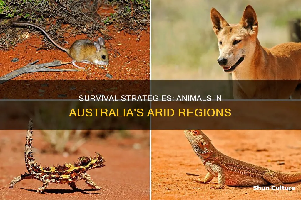 how do animals survive in the australian desert