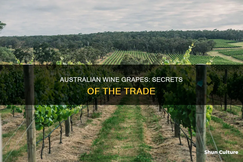 how do australia grow wine grapes