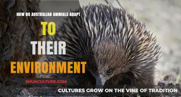 Australian Wildlife: Adapting to a Unique Environment