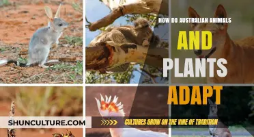 Australian Wildlife: Adapting to Survive