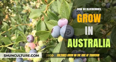 Blueberries in Australia: A Growing Guide