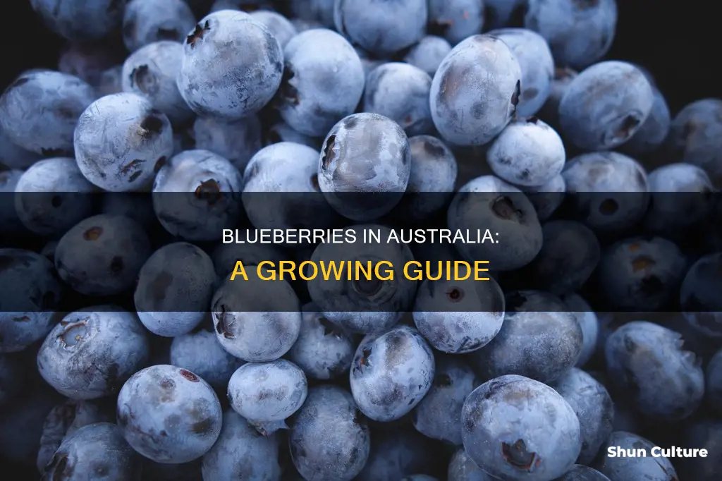 how do blueberries grow in australia